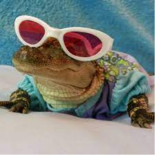 If you logged onto twitter today and were met with multiple memes featuring an unfamiliar alligator, well, you're not alone. Alligator In Sunglasses Sculpture Zazzle Com Em 2021 Fotos De Animais Engracados Lindos Filhotes Animais Bonitos