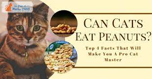 Cats shouldn't really eat peanut butter. Can Cats Eat Peanuts Top 4 Facts That Will Make You A Pro Cat Master