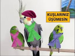 Kis Aylarinda Kuslar Icin Alinacak Onlemler Youtube