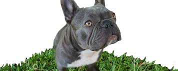 French bulldog in dogs & puppies for sale. Huggabulls Mini English And French Bulldogs Tampa Fl