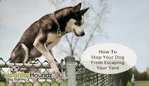 How to stop dog from jumping over fence. How To Stop Your Dog From Escaping Your Yard Healthy Houndz