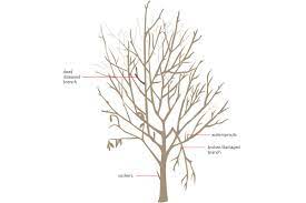 The first spring after the first buds start to break in early spring, examine the spacing of the branches and decide if you like the arrangement of the top. How To Prune Your Fruit Trees Modern Farmer