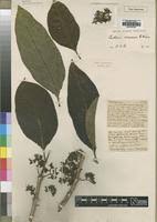 Image result for Multidentia crassa