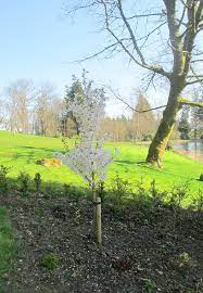 The Japanese Garden At Cowden Clackmannanshire Scotland Pining For The West
