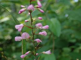 Image result for Hylodesmum