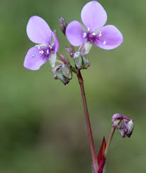 Image result for Murdannia simplex