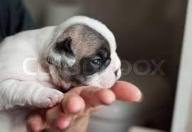 Maybe you would like to learn more about one of these? Newborn French Bulldog Puppy In Woman Stock Image Colourbox