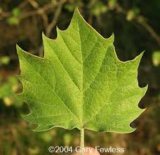 Image result for Platanus