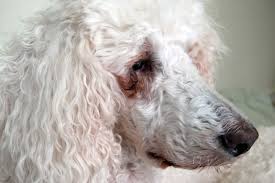 They do this really, really effectively. How To Get Rid Of Tear Stains On Dogs Great Pet Care