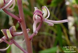 Image result for Liparis nervosa