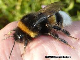 Image result for Bombus magnus