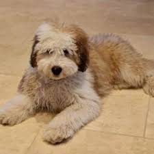 Mini sheepadoodle puppies for sale. Teacup Goldendoodle Puppies From Ruby Jaxon Precious Doodle Dogs Teacup Goldendoodles Labradoodle Puppies Teacup Doodle Dogs Teacup Cavapoo Puppies Teacup Goldendoodle Goldendoodle Puppy Sheepadoodle Puppy