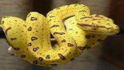 أما بالنسبة للمرأة فهذا الحلم فأل خير. ØªÙØ³ÙŠØ± Ø­Ù„Ù… Ø´Ø±Ø§Ø¡ Ø§Ù„Ø­Ù„ÙŠØ¨ ÙÙŠ Ø§Ù„Ù…Ù†Ø§Ù… Ù…ÙˆÙ‚Ø¹ Ø§Ù„Ù†ÙØ§Ø¹ÙŠ