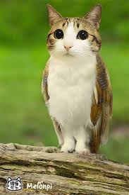 Owl Cat Meowl Animal Mashups Photoshopped Animals Bizarre Animals