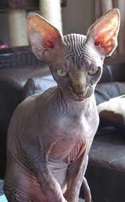 Fresh Out Of The Bath Cute Cats Cornish Rex Hairless Cat