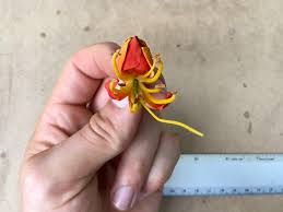 Image result for Colvillea