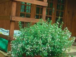 Image result for Dyschoriste transvaalensis