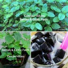 Resep es cincau hitam praktis dan enak dipublikasikan tanggal 18 mei 2020 cincau merupakan process making black grass jelly from plant to drink. Buy Pokok Cincau Hitam 100 Seetracker Malaysia