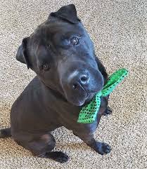 Labrador retrievers in michigan for sale/adoption. Dog For Adoption Victor A Shar Pei Labrador Retriever Mix In Macomb Mi Petfinder