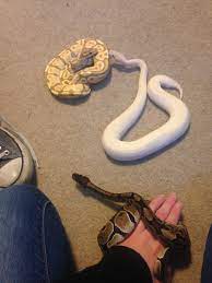 Love My Babies Pet Snake Cute Reptiles Bearded Dragon Care