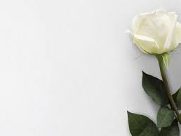 Flor Rosa Blanca Fondo Naturaleza Foto Premium Free Photo Freepik Photo Freefondo Freeflor Freeamor Fr White Rose Flower Flower Backgrounds White Roses