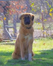The anatolian shepherd dog is fiercely loyal and incredibly strong—a working dog like none other. Lacey Our Gorgeous Anatolian Shepherd Domestic Dog Anatolian Shepherd Dog Pictures