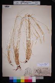 Image result for Elionurus