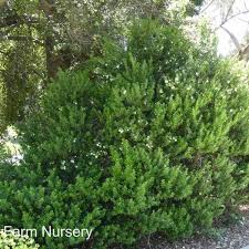 Image result for Hippocratea parvifolia