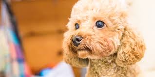 Miniature poodle is also good with kids and other pets. Are Toy Poodles Good Family Dogs Uk Pets