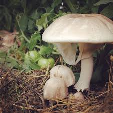The term mushroom also is used to designate the entire fungus with a fruiting body. The Abc S Of Almond Agaricus Mushrooms Cornell Small Farms