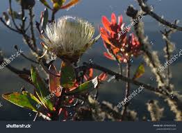 Image result for Terminalia kilimandscharica