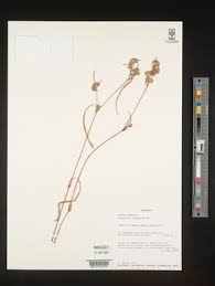 Image result for Cyanotis lanata