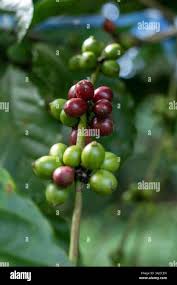 Image result for Coffea ligustroides
