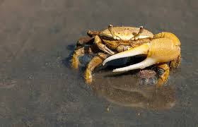 Le zampe addominali sono piccole e sottili. Granchi Di Terra E Di Acqua Cosa Mangiano Questi Animali