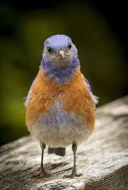 Blue Birds Of Central Oregon Stretch A Bluebird Photo By Jean Noren Taken In Gaston Oregon A Male Bluebird Stretching To Check Out Whats On Off Blue Bird Blue Bird Art Beautiful Birds
