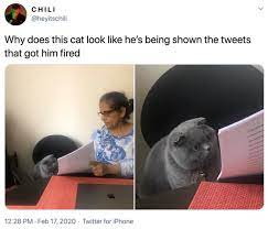 Woman Showing Papers To Grey Cat Know Your Meme