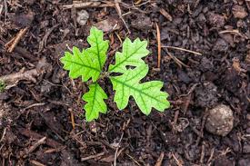 Image result for oak sapling