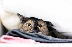 The cat did not like my singing (not too many would)and would paw at me until i stopped. 8 Surprising Things That Stress Cats Out Great Pet Care