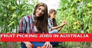 Fruit Picking Jobs In Australia Fruit Picking Jobs Fruit Picking Fruit