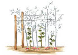 Leider habe ich keine erfahrung, möchte aber sicher. Himbeeren Schneiden Tutorial Mit Anleitungen Und Bildern