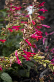 Salvia Embers Wish Salvia Plants Beautiful Flowers