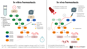Image result for Common Clotting Pathway