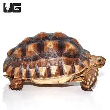 Image result for Grewia sulcata