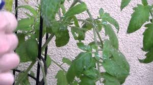 The fruit is just starting to. Pin On Gardening