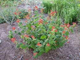 See full list on gardeningknowhow.com Plantfiles Picture 9 Of Turk S Cap Malvaviscus Arboreus Shade Garden Plants Hibiscus