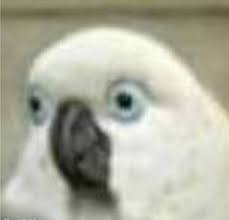 Create Meme Talking Parrot Parrot White Parrot Meme Pictures Meme Arsenal Com