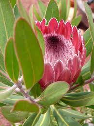 From intimate or elaborate events and weddings, corporate events or moments of sympathy, ah sam delivers the finest nature has to offer. Drought Tolerant Plants For The Sf Bay Area Cactus Jungle Protea Flower Amazing Flowers Beautiful Flowers