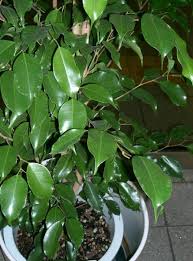 Ficus Ficus Entretien Arrosage Rempotage