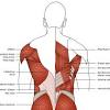 This blog post article is an overview of the muscles of the lumbar spine of the trunk. 1
