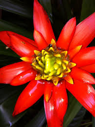 Manuel Antonio National Park Rainforest Costa Rica Manuel Antonio National Park Round The World Costa Rica